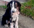 Φθιώτιδα: Ο σκύλος στεκόταν επί μέρες στο διάζωμα της Εθνικής Οδού